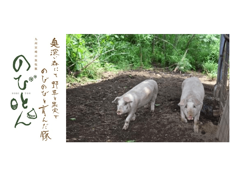 九州宮崎の放牧豚メイン画像